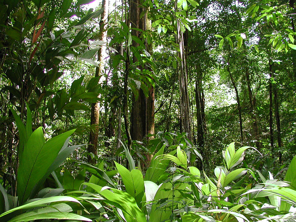 rainforest1